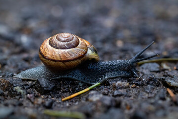 snail on the ground