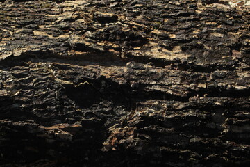 bark texture, texture like this is usually from old wood trees.
