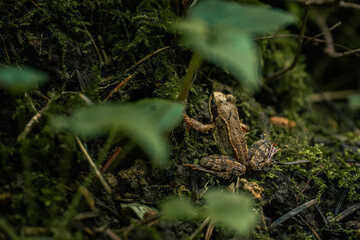 Frog in the Forest