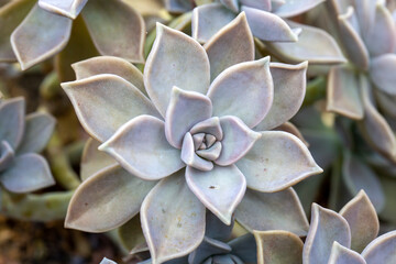 Beautiful varieties of succulent plants