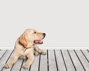 Adorable smart dog smiling sitting and posing. Dog behavior and obedience training