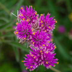 close-up of a Gomphrena pulchella, bursting with two sparkling pink flower clusters.