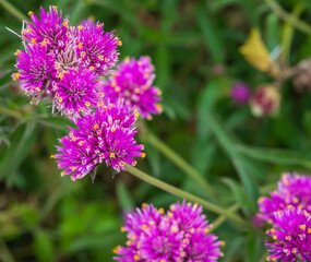 close-up of a Gomphrena pulchella, bursting with two sparkling pink flower clusters.