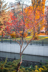 Bush with berries of red viburnum with fallen leaves in a city park with a pond. Autumn vertical landscape
