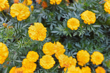 Orange tagetes or Marigold flowers. Floral background. Selective focus