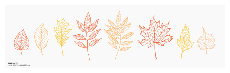 Hand drawn vector illustration. Set of fall leaves, maple leaf, acorn leaf. Forest design elements. Botanical linear drawings. Hello Autumn! Perfect for seasonal advertisement, invitations, cards - 523514495
