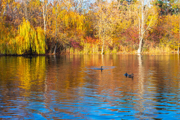 Autumn sunny landscape. Lake in the forest with swimming ducks