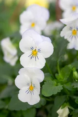 Poster White color pansy flower. Scientific name  viola tricolor © Esin Deniz