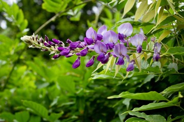 Purple flowers