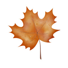Fototapeta premium Autumn maple leaf