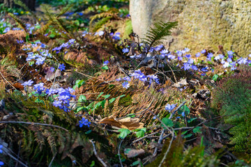 first spring green vegetation on the rocks