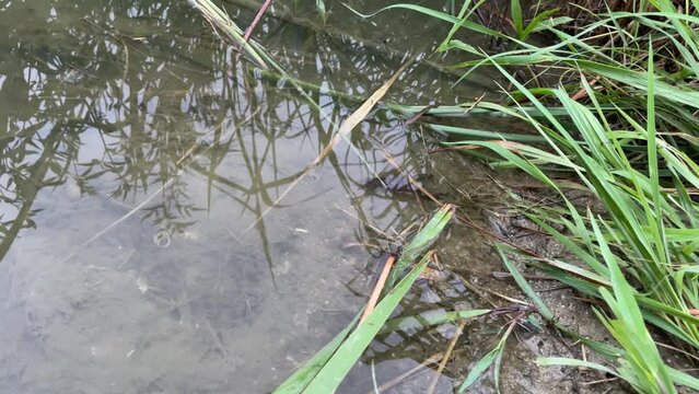 水辺の草の下へと消えていくアメリカザリガニ