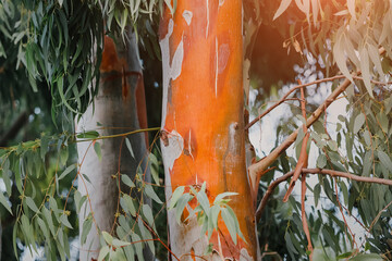 The eucalyptus tree is one of the most famous endemics of Australia. The red trunk and leaves...