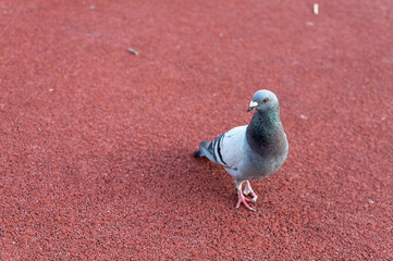 carrier pigeon, colorfully feathered bird on the tartan