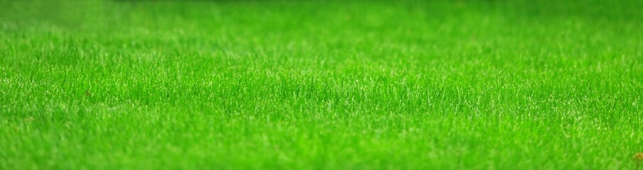 Fototapeta na wymiar Fresh bright green grass on lawn. Stadium grass. Trimmed lawn grass