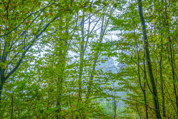 Morning Mist in the Green Bushes