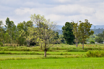 Obraz premium trees in the field