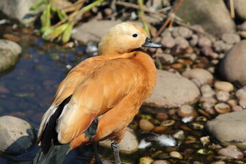 A beautiful and rare Ruddy Shelduck at a nature reserve hiding from the sun. This was taken during the exceptionally hot weather and a heatwave.