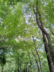 Fototapeta premium 森f orest