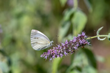 butterfly on a flower