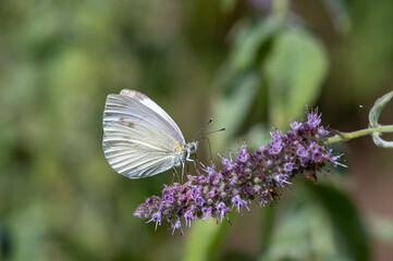 butterfly on flower