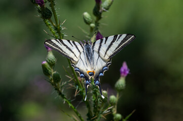 Papilionidae / Erik Kırlangıçkuyruğu / Scarce Swallowtail / Iphiclides podalirius