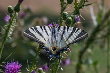 Papilionidae / Erik Kırlangı&ccedil;kuyruğu / Scarce Swallowtail / Iphiclides podalirius