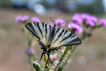 Papilionidae / Erik Kırlangıçkuyruğu / Scarce Swallowtail / Iphiclides podalirius
