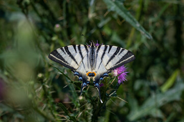 Papilionidae / Erik Kırlangıçkuyruğu / Scarce Swallowtail / Iphiclides podalirius