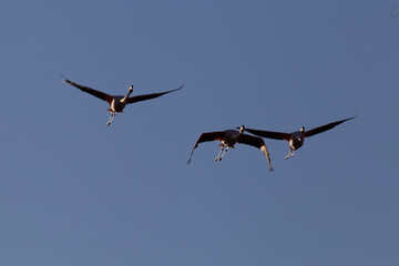 flamands roses en vol