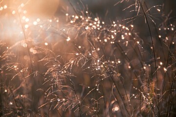Raindrops on spikelets against the backdrop of sunset light. Water drops. Photo of nature.
