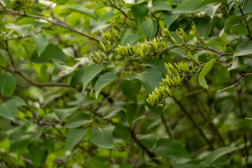 Ripening seeds of lilac. Reproduction of lilac seeds