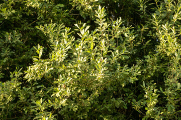 Selective focus on the long succulent green leaves of a willow on the branches . Sunny summer day in the park. Blurred natural background