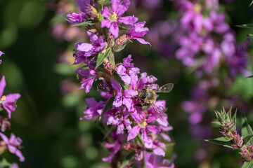 Purple flower of lythrum salicaria are in full bloom in garden