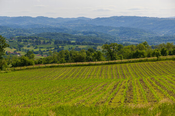 Green Crops Field