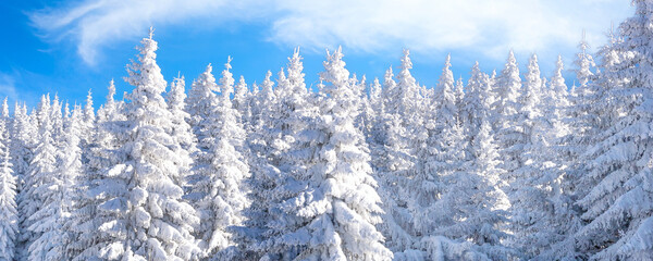 Winter vacation banner background with pine trees covered by heavy snow against blue sky with copy space