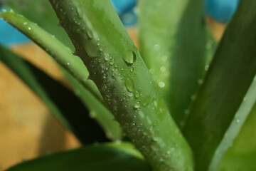 Beautiful green aloe vera plant with water drops on blurred background, closeup