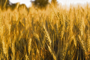 Beautiful agricultural field with ripening wheat, closeup