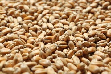 Many wheat grains as background, closeup view