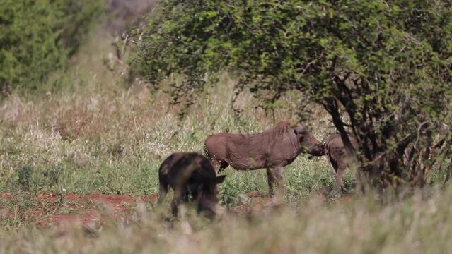 Family of warthogs grazing freely in the African savannah of South Africa, these animals are highly sought after by safaris because they are known in the movies as Pumbaa.