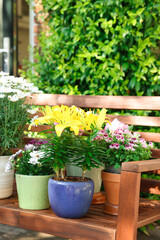 Many different beautiful blooming plants in flowerpots on wooden bench outdoors