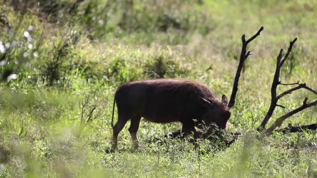 African warty boar grazing freely on the African savannah of South Africa, this animal is highly sought after by safaris because it is known by the cinema as Pumbaa.