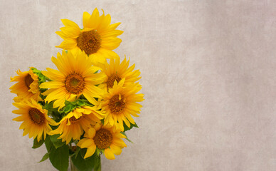 A large bouquet of sunflowers, yellow flowers on a beige background. blank for a postcard, a place for text