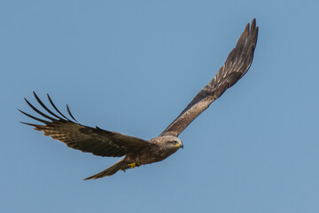 Bird of prey black kite flies across the blue sky