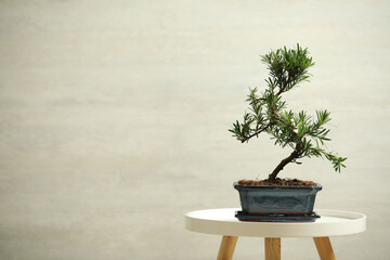 Japanese bonsai plant on white table, space for text. Creating zen atmosphere at home