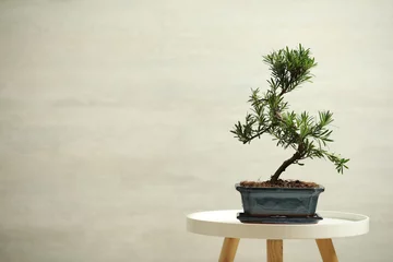 Fotobehang Japanese bonsai plant on white table, space for text. Creating zen atmosphere at home © New Africa