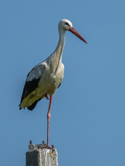 Bird white stork sits on an electric pole