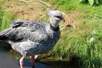 Two large rare Southern Screamer Birds hunting and foraging for food at a nature reserve. These animals look like a cross between a duck, pheasant and goose. This was recorded during the heatwave.