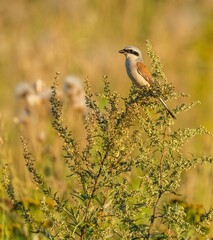 The shrike bird sits on a branch of grass