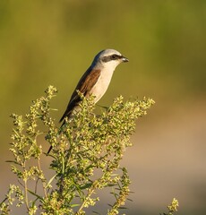 The shrike bird sits on a branch of grass